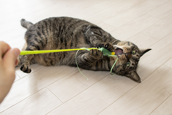 ネコのおもちゃ