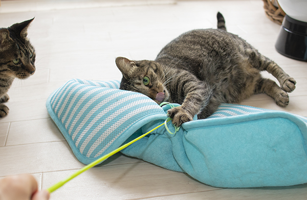 ネコのおもちゃ