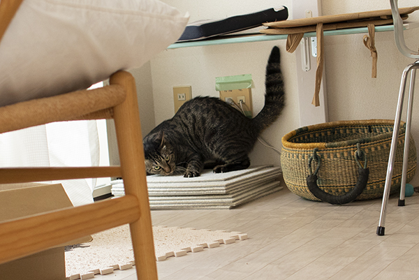 ネコのおもちゃ