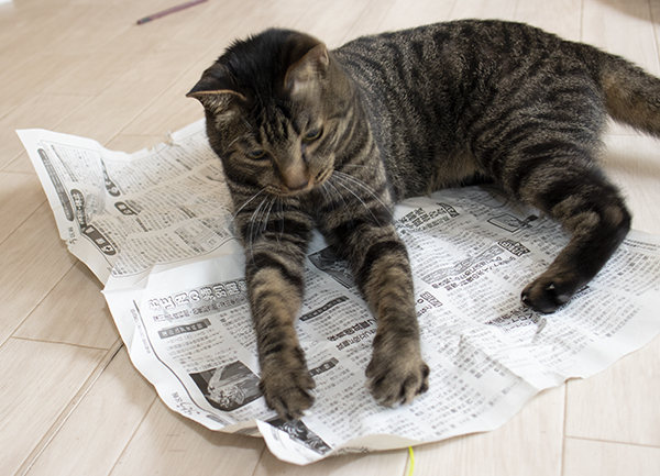 ネコのおもちゃ