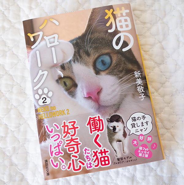 猫のハローワーク2